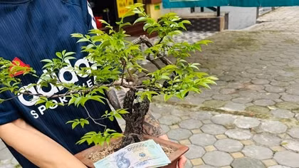 Cây rừng vô danh trở thành cơn bão đầu cơ