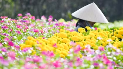 Làng hoa Vạn Thành, ngày ấy - bây giờ