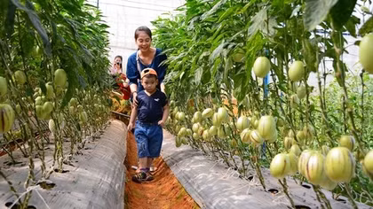 Nông dân Đà Lạt làm "du lịch xanh”