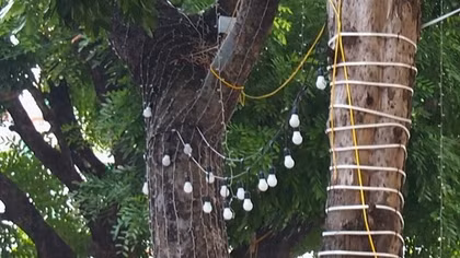 Hà Nội đề xuất phải xin phép nếu muốn giăng đèn trang trí lên cây xanh