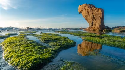 Mùa rêu xanh ở bãi biển Cổ Thạch