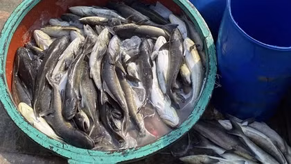 Cá bớp nuôi ở đảo Lý Sơn chết hàng loạt chưa rõ nguyên nhân