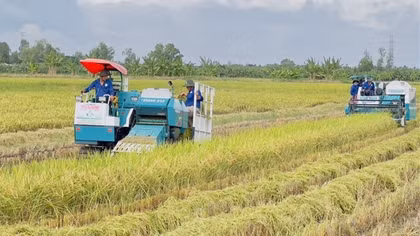 Cần nhiều giải pháp đồng bộ sớm ổn định thị trường lúa gạo Đồng bằng sông Cửu Long