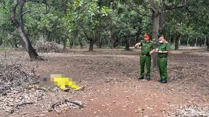 Án mạng trong vườn điều ở Đồng Nai