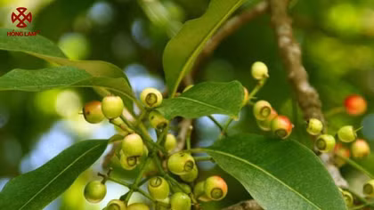 Nhớ thương mùa vối quê nhà