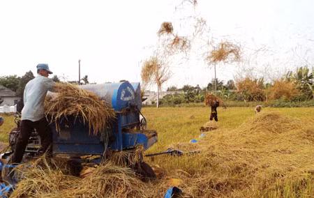 Cánh đồng mẫu lớn ở Sóc Trăng.