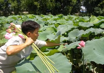 Giữ hương sen cho trà.