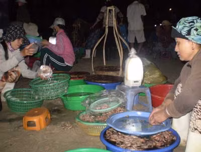 Mưu sinh trên bãi biển sớm mai ảnh 1