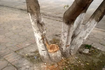Hiện trường vụ việc.