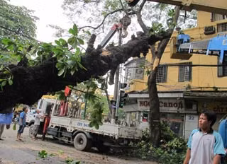Cây bàng đổ trên phố Tràng Thi.