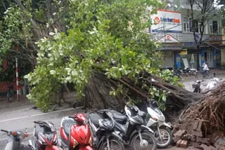 Cây đa bị đổ trên phố Hàng Bún.