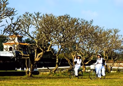 Di dời hàng cây đại phục vụ một đêm diễn Festival Huế (!) ảnh 1