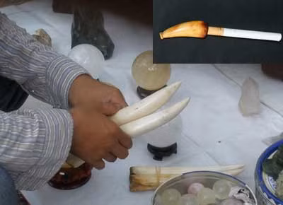 Sự thật về những chiếc nanh bò biển ảnh 1