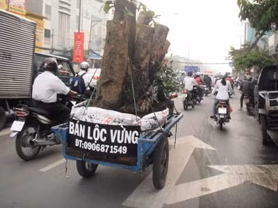 Rừng "khóc" vì thú chơi lộc vừng của đại gia ảnh 2