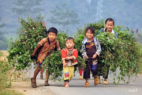 Đi hái rau rừng.