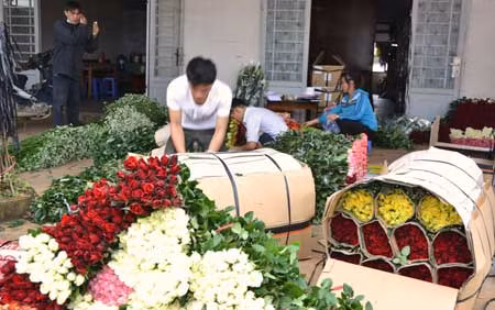 Đóng gói hoa hồng Đà Lạt đưa đi tiêu thụ tại một cơ sở trên địa bàn TP Đà Lạt.