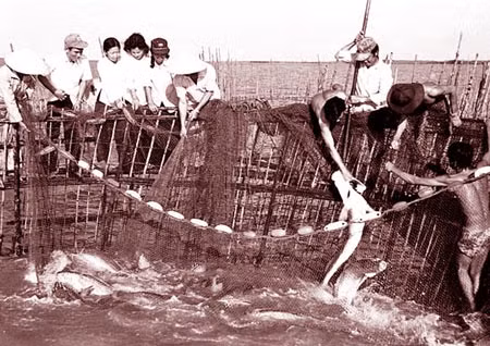 Bắt cá đường lấy bong bóng trong ngày hội cá đường cuối cùng trên bãi biển Khai Long năm 1983.