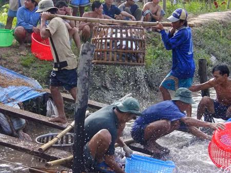 Giá cá tra có thể tiếp tục tăng trong thời gian tới.