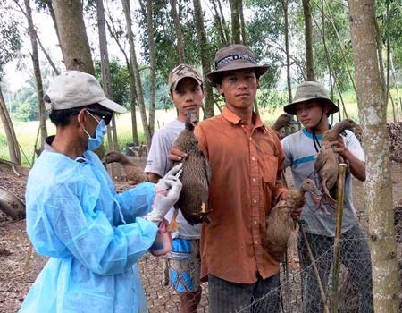 Tiêm phòng vaccine cho gia cầm. Ảnh: K.H..