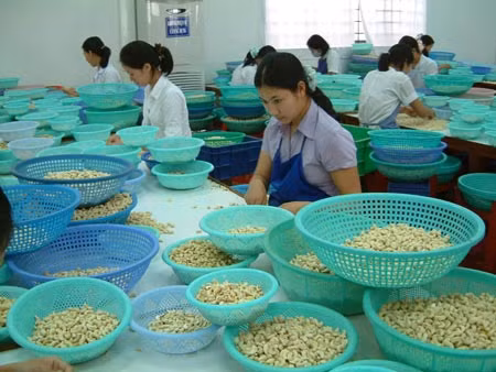 Điều xuất khẩu của Việt Nam luôn đứng ở vị trí cao trên thị trường thế giới. Ảnh: K.H..