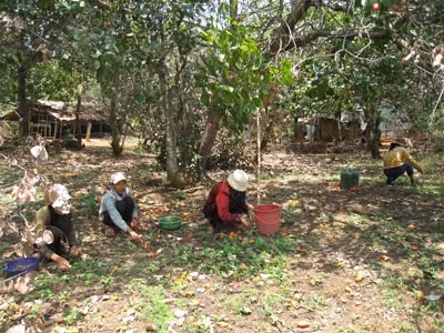 Thu hoạch điều ở huyện Bù Gia Mập. Ảnh: Đ.Trí.