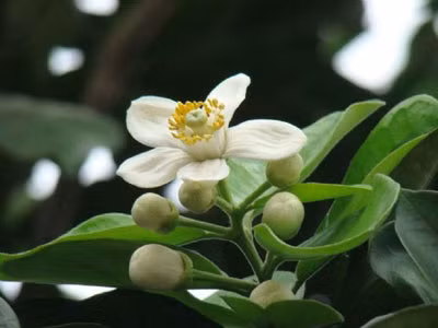 Hoa bưởi.