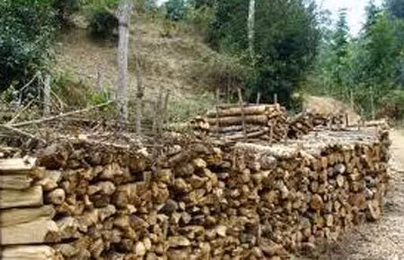 Người Tày gọi fừn nèn là củi tết.