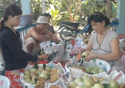 "Công nghệ" đóng gói... miệt vườn đã góp phần làm giảm giá trị của trái cây Việt Nam.