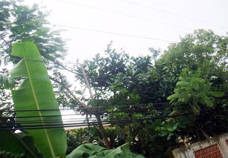 Ngọn cây phượng và đường dây điện trung thế nơi anh Tùng bị điện giật chết.