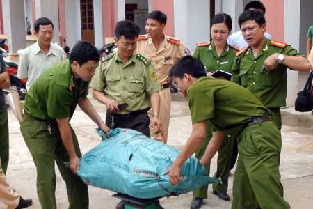 Lực lượng Công an, kiểm lâm tiến hành kiểm kê số gỗ lậu.