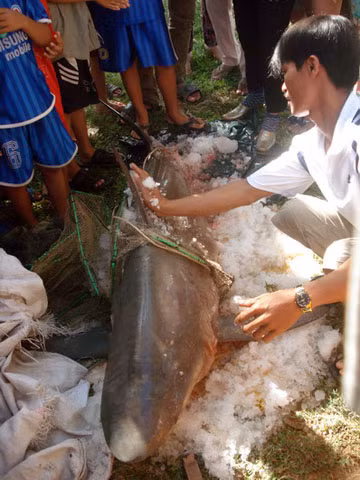 Con cá mập mắc lưới ngay gần bờ.