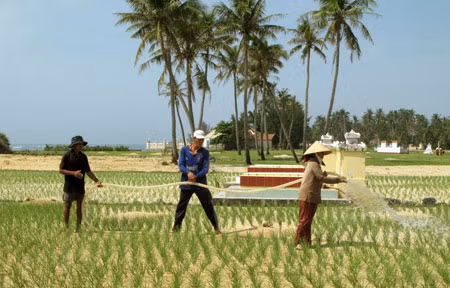 Người dân trồng tỏi trên đảo Lý Sơn khao khát có điện để sản xuất.