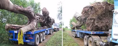 Đoàn xe vận chuyển 9 cây cảnh cổ thụ vẫn còn nằm chờ quyết định cuối cùng của cơ quan thẩm quyền.