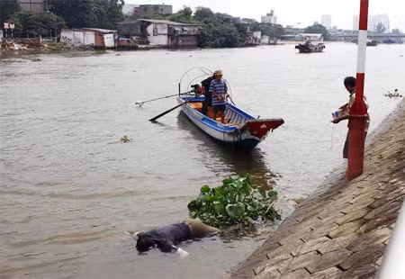 Ông ba Chúc đưa thi thể vào bờ.