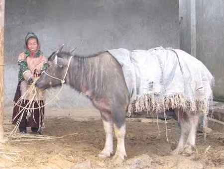 Người dân Lào Cai gồng mình trong giá rét ảnh 1