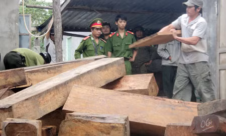 Số gỗ bị phát hiện và thu giữ.