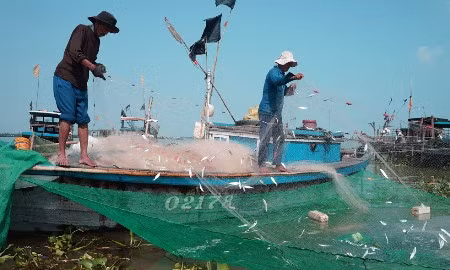 Ngư dân ở xã Duy Nghĩa (Duy Xuyên, Quảng Nam) trúng đậm mùa cá trích, cá hố.