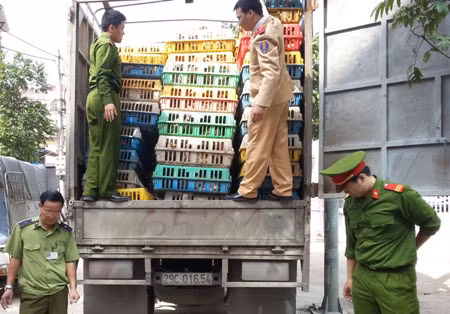 Hơn 4 tấn gà nhập lậu từ Trung Quốc bị lực lượng chức năng bắt giữ. Ảnh minh họa.