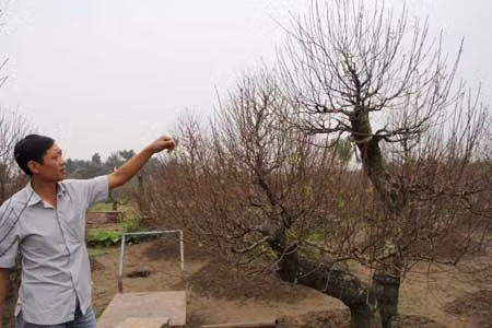 Chủ vườn đào Tuấn Việt cho biết “năm nay đào khó trồng, bà con chỉnh hoa khó hơn mọi năm”.