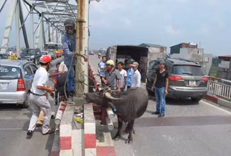 Con trâu điên bị bắt giữ.