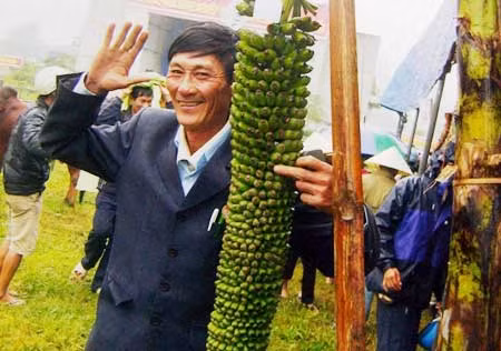 Buồng chuối trổ hơn 170 nải và chưa có dấu hiệu dừng lại.