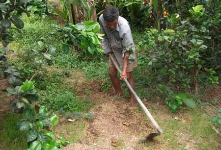 Ông Ngọc chăm vườn cây ăn trái.