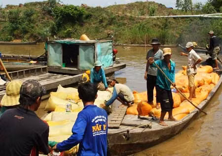 Nông dân vận chuyển lúa bằng ghe ra bán cho thương lái tại huyện Hồng Ngự (Đồng Tháp).