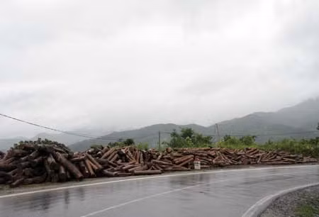 Gỗ tập kết tại cánh rừng trên QL3 Km 230 ngày 6/10/2011.