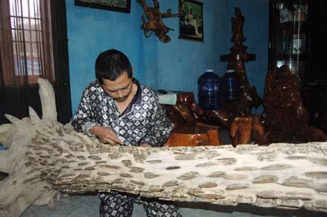 Một cây trầm kiểng để trang trí - thú chơi trầm kiểng hiện đang được giới đại gia ưa chuộng.