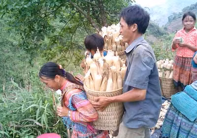 Cuộc chiến chống loài cây độc ở Trạm Tấu – Yên Bái ảnh 2