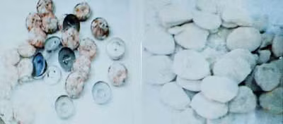 Heroin được lấy ra từ cúc áo.