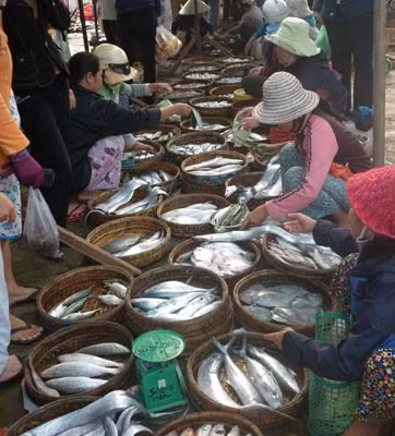Ngư dân trúng đậm thủy hải sản phấn khởi đưa về các cảng cá ở huyện Núi Thành.