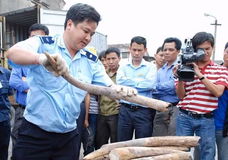 Ngà voi bị cơ quan Hải quan thu giữ.