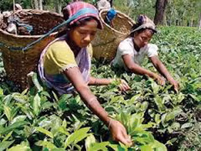 Những người phụ nữ Tây Nguyên đang hái chè.